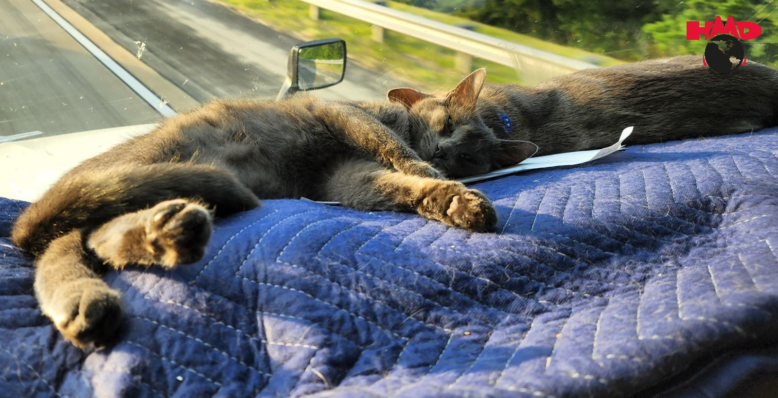 Wonders of trucking with a cat